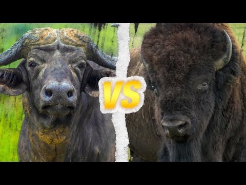 Vidéo: Quelle est la différence entre bison et bison ?