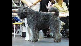 Bouvier des Flandres by PetsLand 1,685 views 4 years ago 8 minutes, 58 seconds