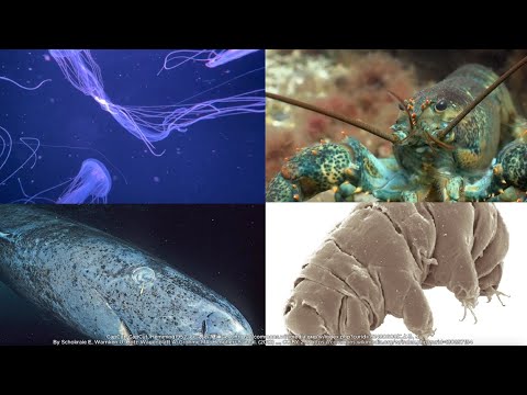 The Secrets of Earth's (Almost) Immortal Creatures - video from BogoToBogo