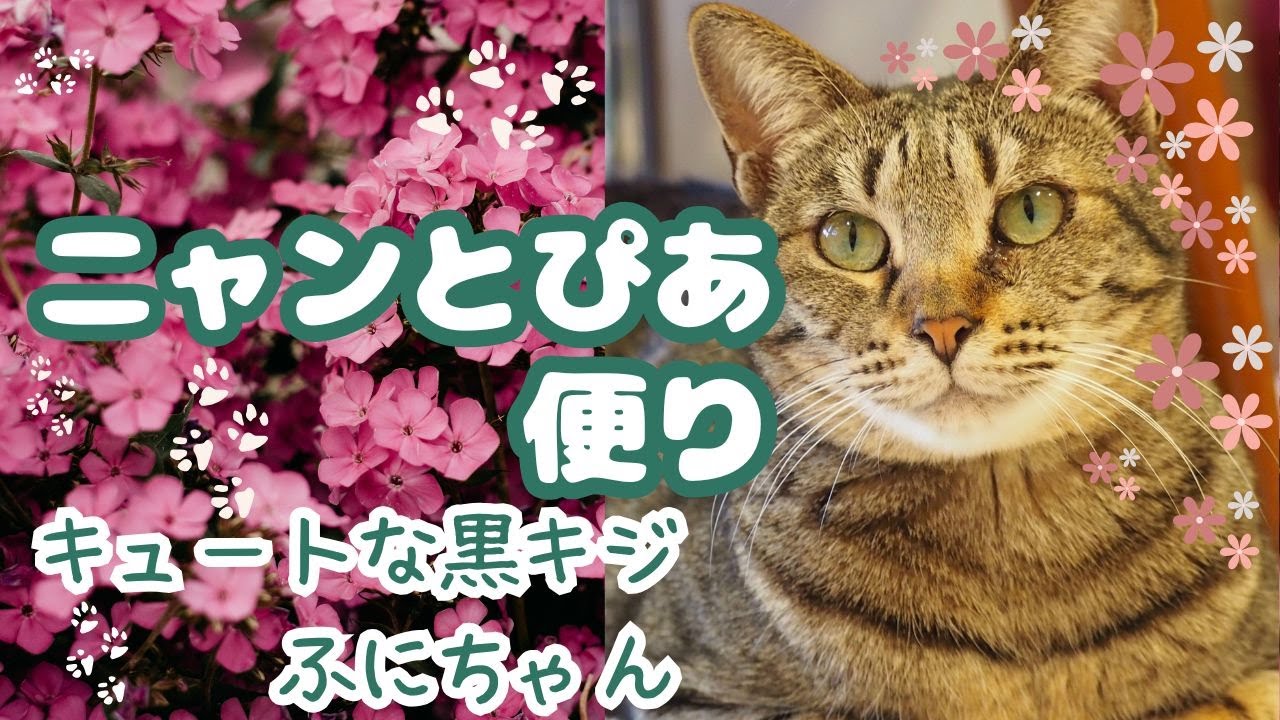 ニャンと ぴあ