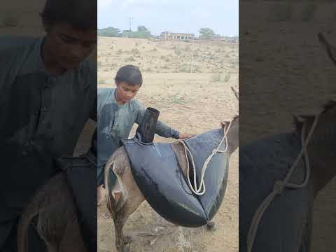 معركة الحياة في الكثبان الرملية الصراع على الماء
