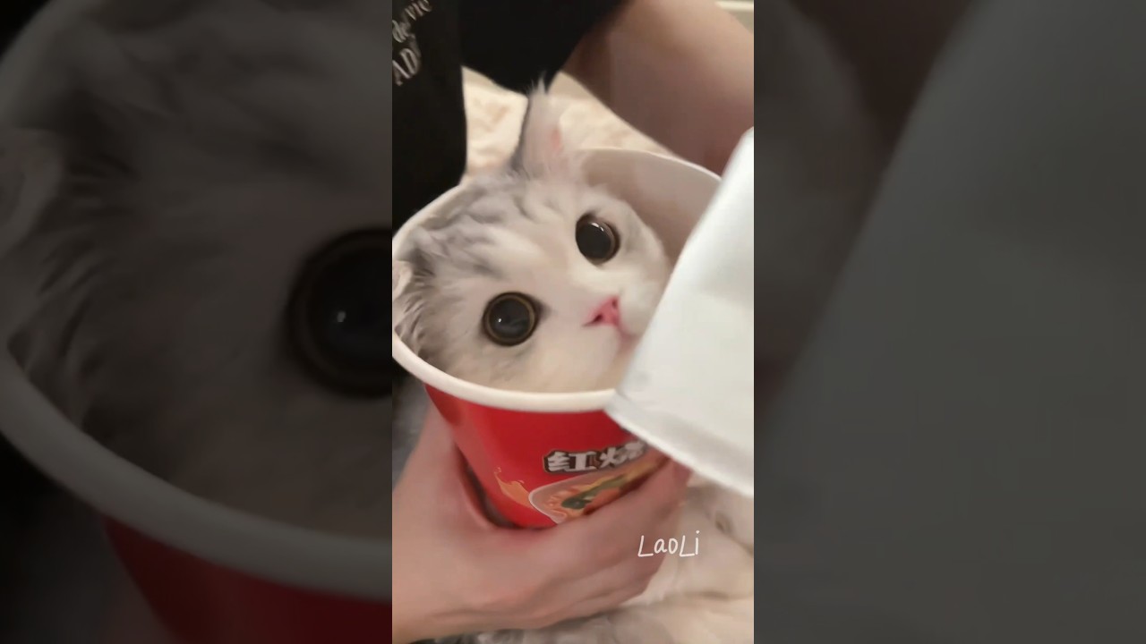 The lovely kitten comes to play with you. 