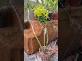 Yellow colour #orchid #plants #shorts