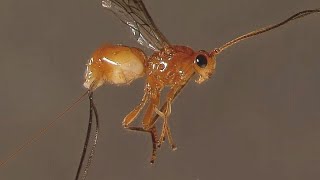 SN - Parasitoid wasp species has evolved a deadly symbiosis with a poxvirus