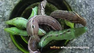 Tersa moth caterpillars