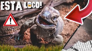 Iguana Rinoceronte Enloquece Por Un Platano, Casi Me Muerde!!!