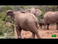 Bad Tempered Elephant Hits Baby Twice! Listen how the baby screams