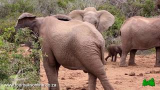 Bad Tempered Elephant Hits Baby Twice! Listen how the baby screams screenshot 3