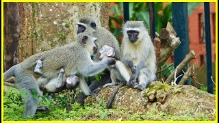 Do Monkeys Wake up early Morning runs