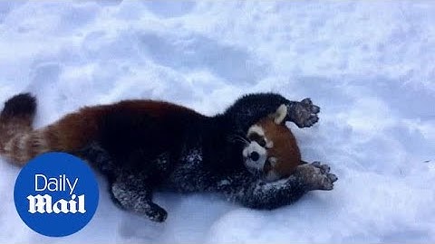 Red pandas playing in snow are having the time of their lives - Daily Mail