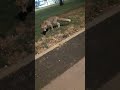 Лисы. На прогулке в парке встретила семейство лис.#funnyanimalss