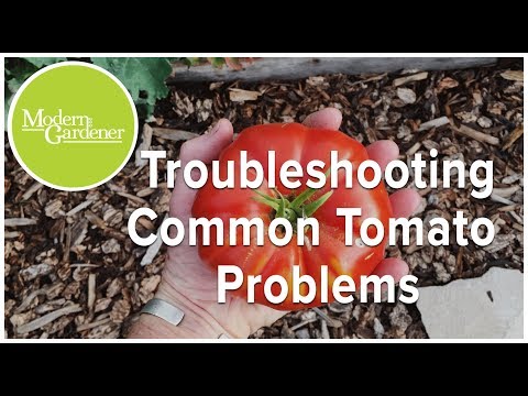 Video: Problems In Growing Tomatoes. Part 2