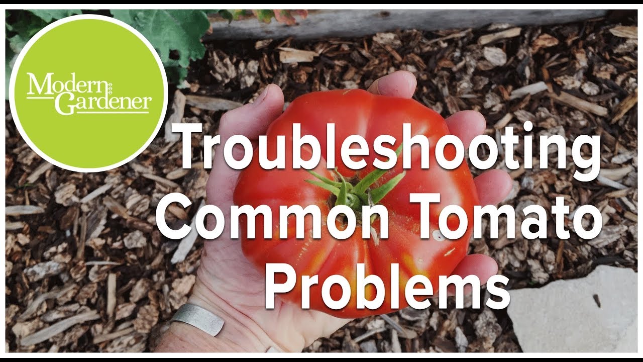 Growing Perfect Tomatoes Pt. 2! Common Tomato Problems - YouTube