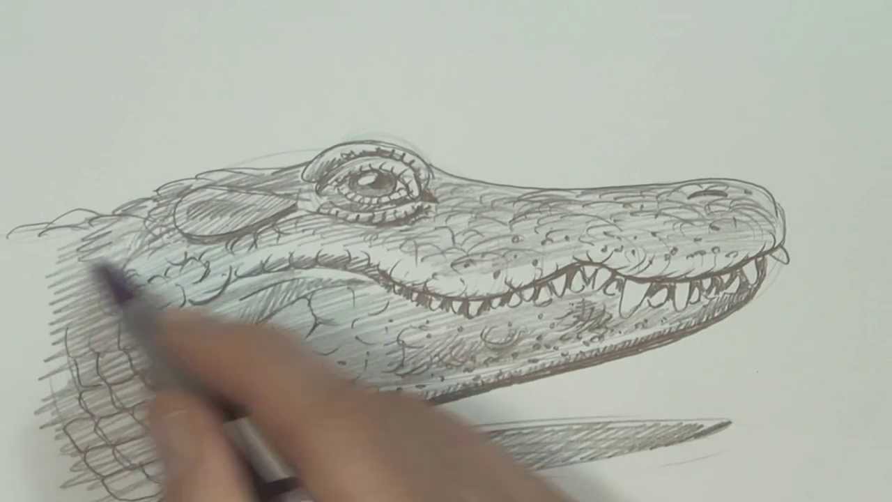 Speed Video Alligator Drawing YouTube