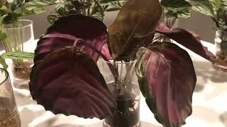 Water Culture Calathea/Ctenanthe- Don’t Make My Mistakes…