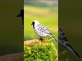 Peaceful Spring Ambience 🌸 | Relaxing Bird Sounds &amp; Nature Atmosphere #shorts #birds