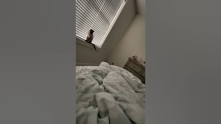 Watch the video about As we all know, cats have amazing jumping ability. #cat #catlover #funny #fypツ #funnycat #cats