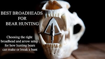 Best Broadheads for Bear Hunting