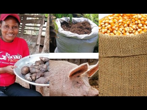 Tips On 5 Agribusiness || That Can Make You Rich In Ghana
