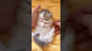 cute cats 🐈🥺#cute #cat #video