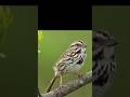 “Rahasia Kecil di Balik Burung Sparrow yang Jarang Diketahui!”