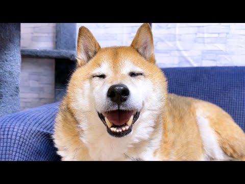 自由すぎる猫たちを見て突然最高の笑顔を見せる柴犬(笑)