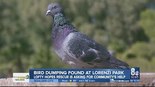 Bird Dumping