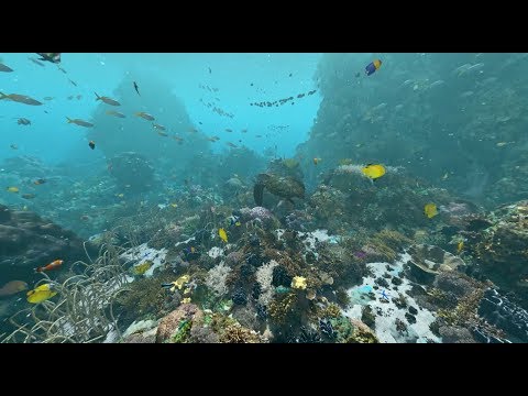 Expedition Reef: Behind the Scenes | California Academy of Sciences