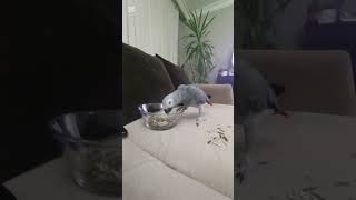 Çekirdek Yemek Ciddi Ve Pis Bir Iştir Şpatron