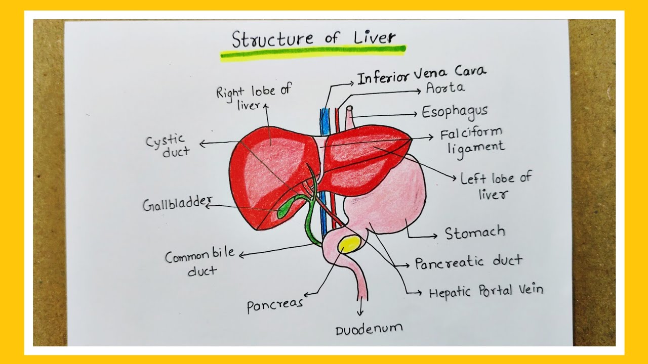 Liver Structure Drawing Guide Structure of Human Liver diagram/Human Liver anatomy drawing/How to ...