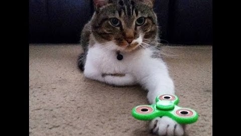CAT LOVES FIDGET SPINNER!