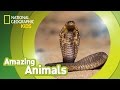 Cobra   amazing animals