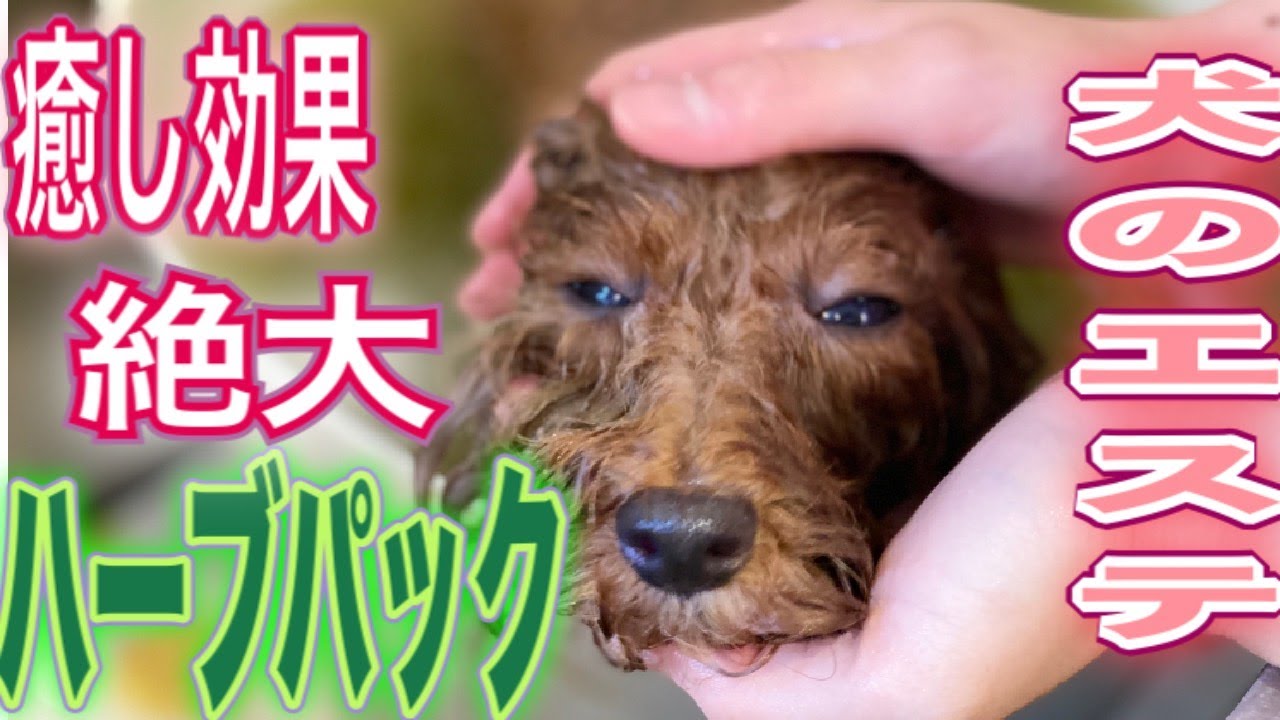 犬のエステ ハーブパックで癒されるわんこの至福の表情をどう 100 オーガニックで安全安心の高級エステ ラブ アンド ドッグス 犬のエステ ハーブパックで癒されるわんこの至福の表情をどう 100 オーガニックで安全安心の高級エステ ラブ アンド ドッグス