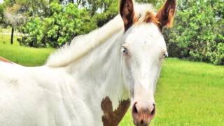 Stella White Pending Apha 2015 Bay Overo Filly