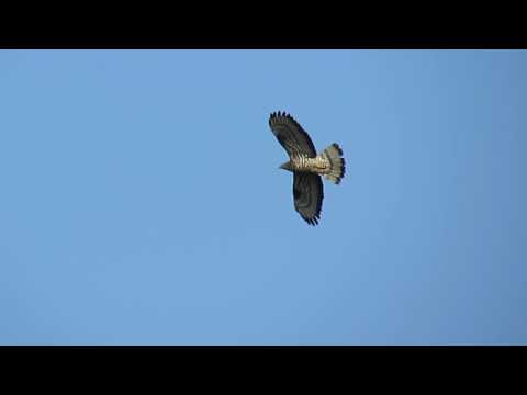 Male Honey Buzzard (Pernis apivorus) in flight, Bulgaria