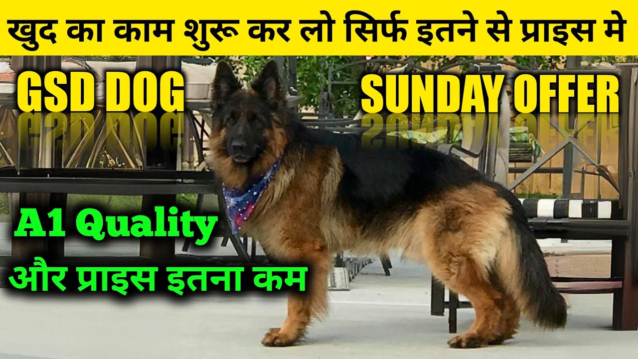 Double coat german shepherd in cheapest price | adult gsd dog 