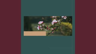 Fun Ambiance for Calming Key Notes