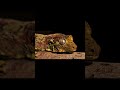 Beautiful Insects in Nature PART 2🦋 | 4K HDR 60FPS Dolby Vision Mind Relaxing Shorts #Shorts
