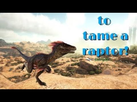 How To tame a raptor in ark (TUTORIAL) - YouTube