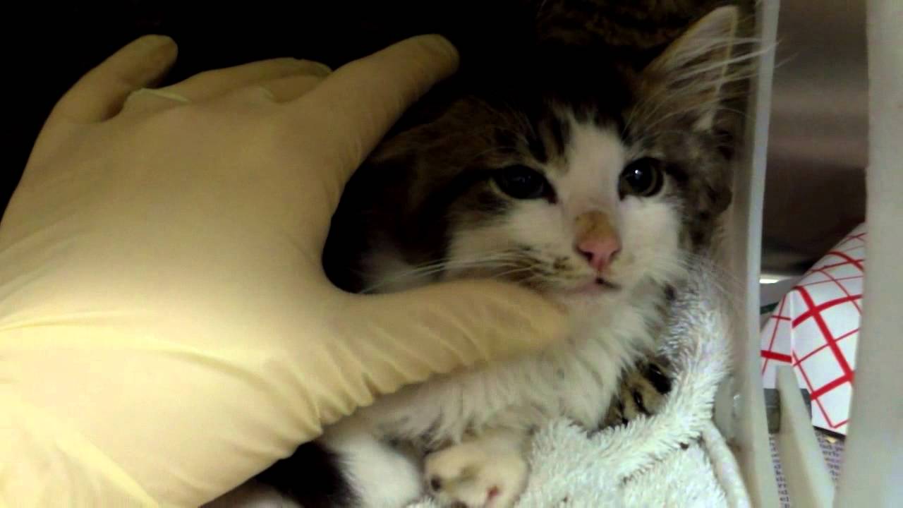 A682267, 269 and 270