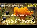 По грибы в Подмосковье 3 сентября 2020 г. Грибное многообразие осени