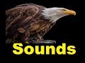 Golden Eagle Sounds and Pictures