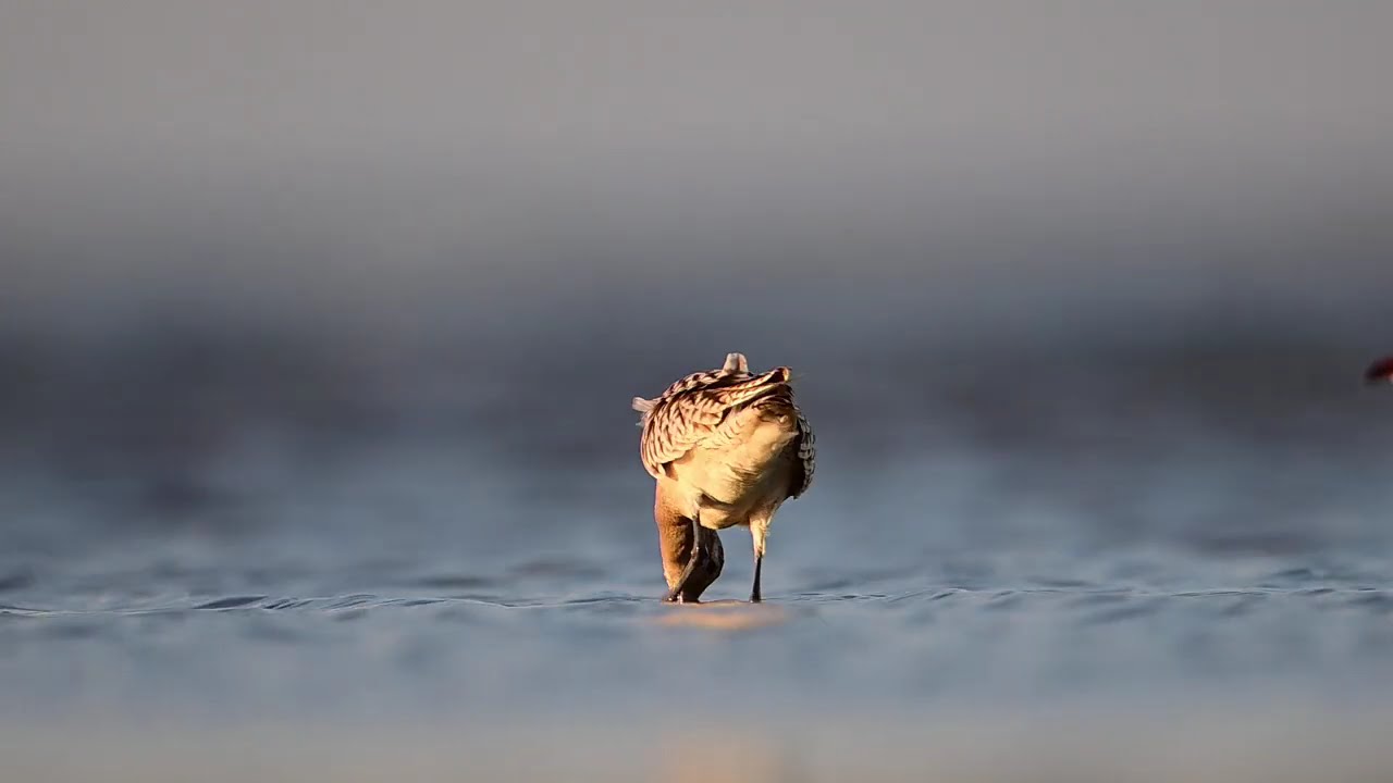 Szlamnik (Limosa lapponica)