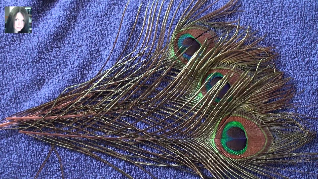 Can I keep peacock feathers at home Can I keep peacock feathers at home