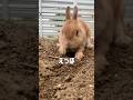穴掘りで伝えたいこと　#うさぎ #ネザーランドドワーフ #rabbit #エッホエッホ