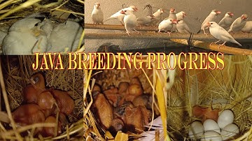 Java Finch Breeding Progress [ Java Breeding in colony] java sparrow breeding