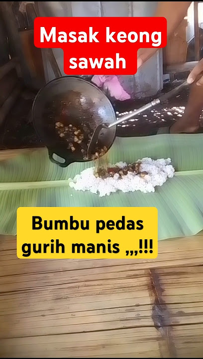 berburu keong sawah langsung di masak