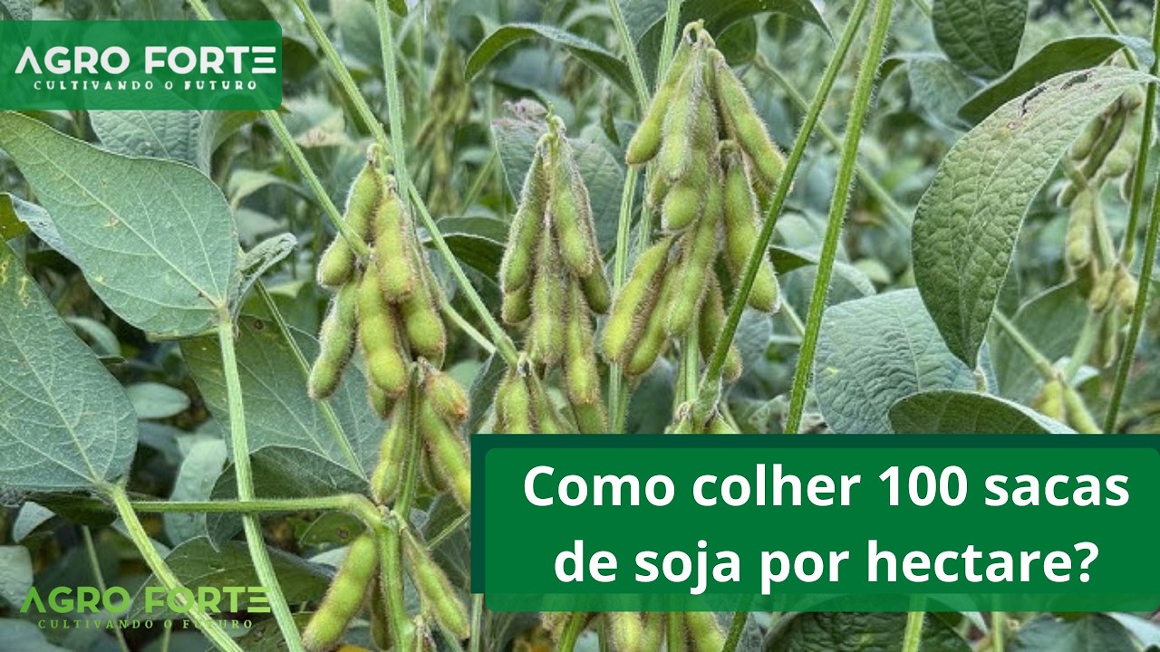 Como colher 100 sacas de soja por hectare? A ciência por trás dos campeões