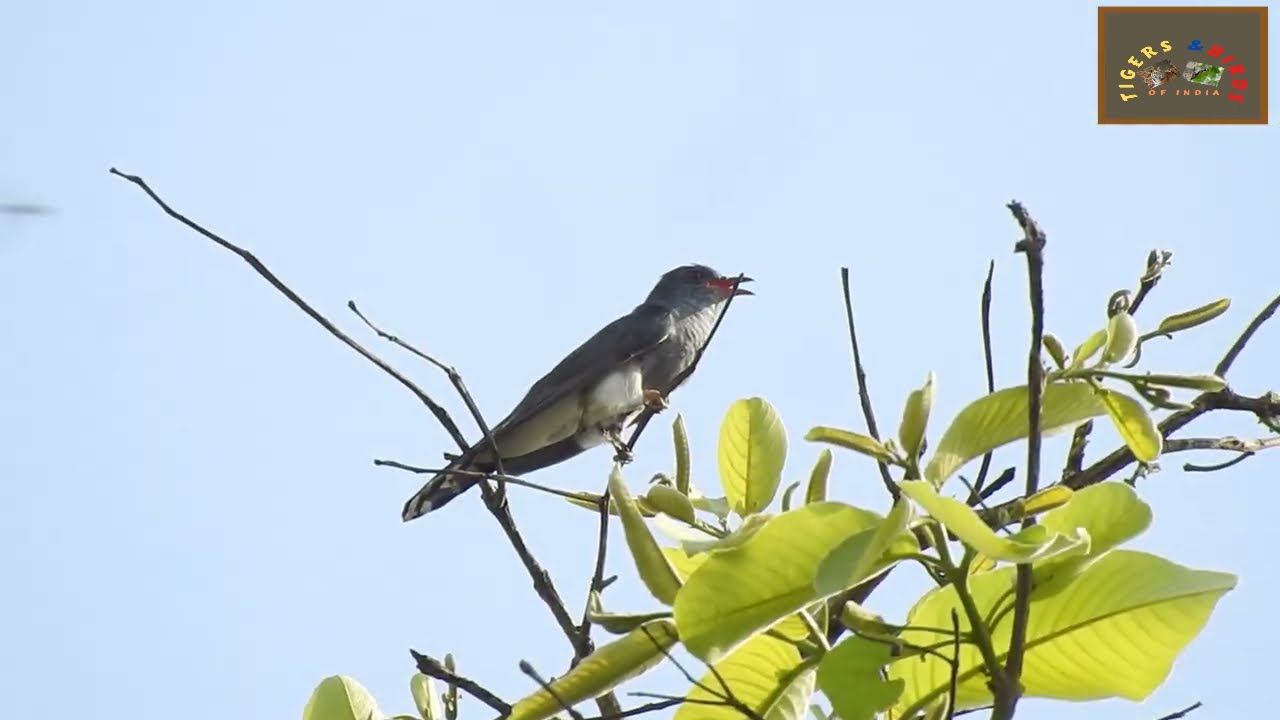 Bird calls 10 - Gray-bellied Cuckoo | Kanha National Park, Madhya Pradesh | INDIA