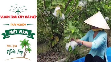 Khám Phá Du Lịch Miệt Vườn Cần Thơ - Vườn Trái Cây Bà Hiệp II Du Lịch Miền Tây II Du Lịch SayHi